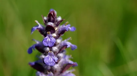 Violet flower in the meadow Stock Footage 50426143
