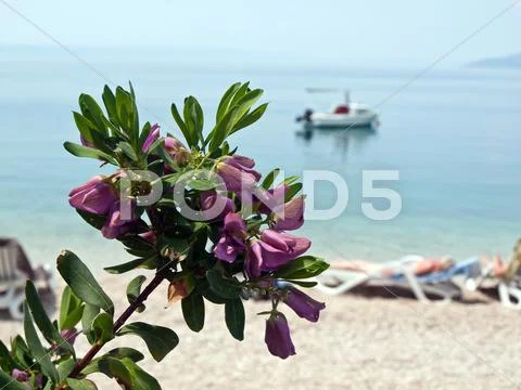 Violet flower near the sea Stock Photos