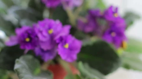 Violet flower near window Stock Footage 49574823