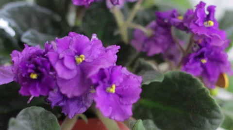 Violet flower near window Stock Footage 49574836