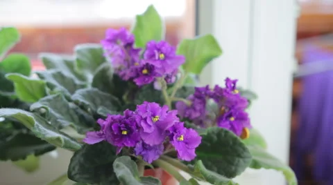 Violet flower near window Stock Footage 49574849
