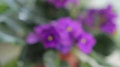 Violet flower near window Stock Footage 49574856