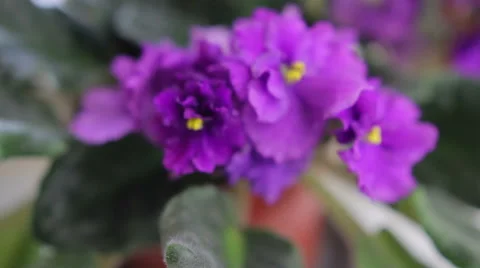 Violet flower near window Stock Footage 49574886