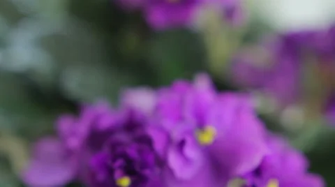 Violet flower near window Stock Footage 49574910