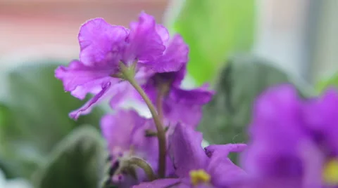 Violet flower near window Stock Footage 49574937