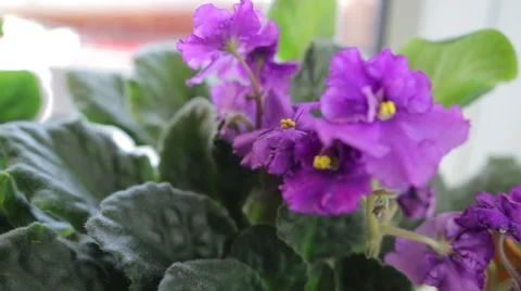 Violet flower near window Stock Footage 49574969