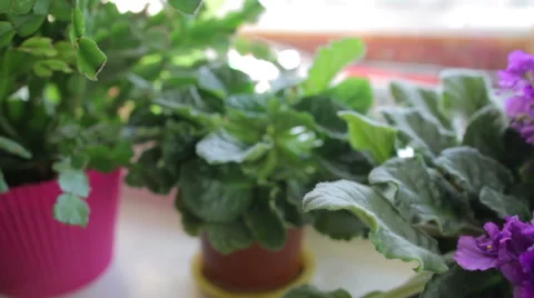 Violet flower near window Stock Footage 49574986