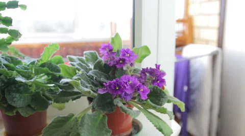 Violet flower near window Stock Footage 49575019