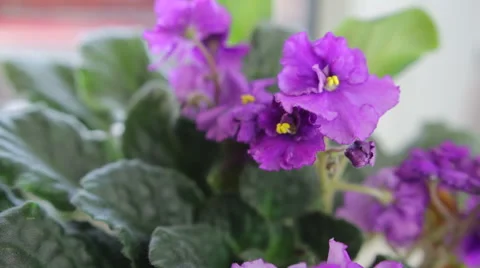 Violet flower near window Video stock 49575052