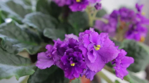 Violet flower near window Video stock 49575060