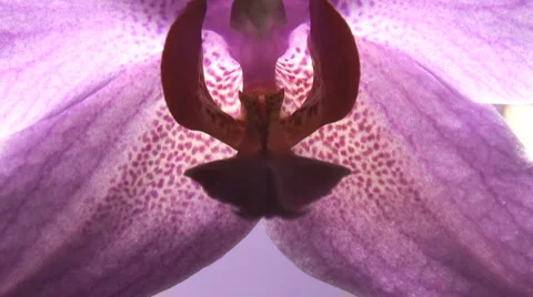 Violet flower orchid close up Stock Footage