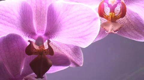 Violet flower orchid close up Stock Footage