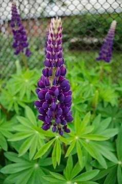 Violet flower Stock Photos
