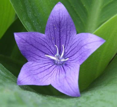 Violet flower Stock Photos