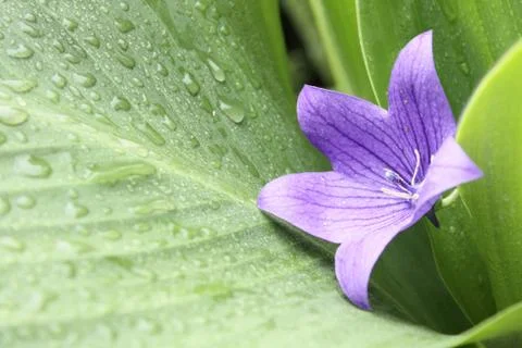 Violet flower Stock Photos
