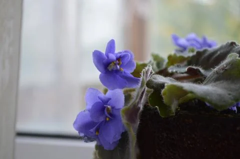 Violet flower Stock-Fotos