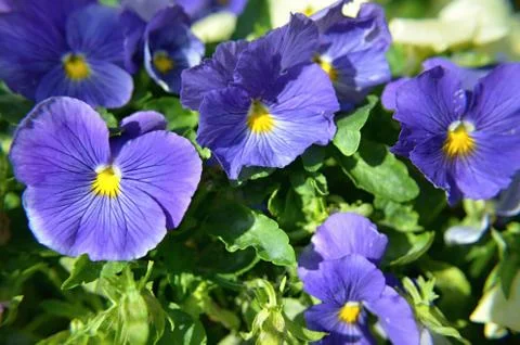 Violet flower  Stock Photos