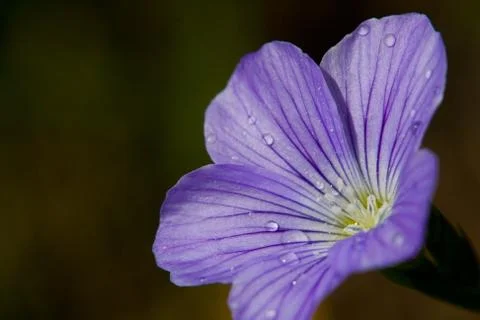 Violet flower Stock Photos