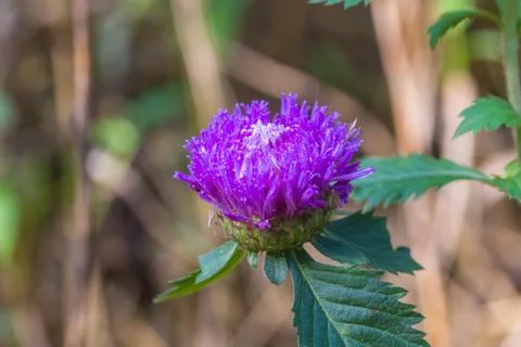 Violet flower 스톡 사진