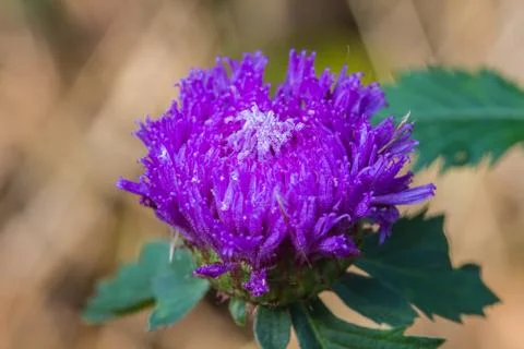 Violet flower Stock Photos