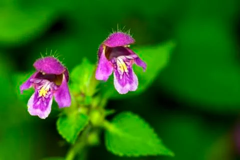 Violet flower Stock Photos