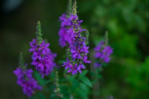 Violet flower Stock Photos