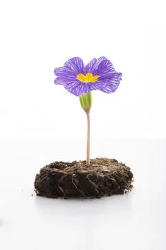 Violet flower Stock Photos