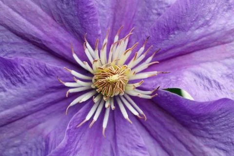 Violet flower Stock Photos