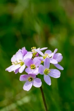 Violet flower Stock Photos