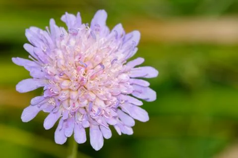 Violet flower Foto stock