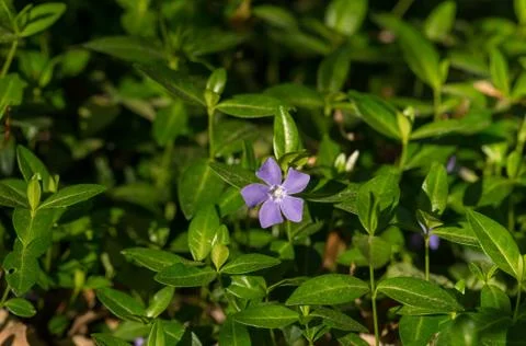 Violet Flower Stock Photos
