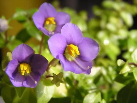 Violet flower Stock Photos