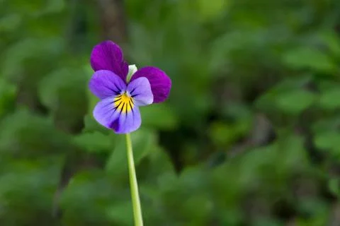 Violet flower Foto stock