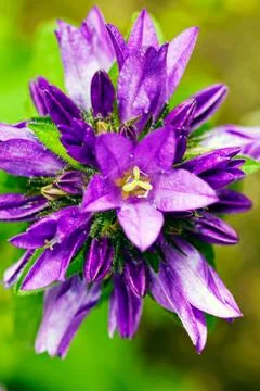 Violet flower Stock Photos