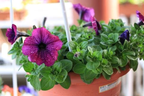 Violet flower Stock Photos