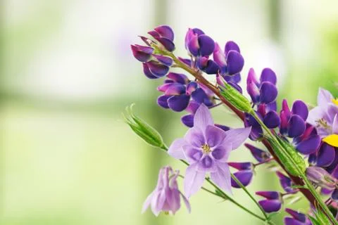 Violet flower Stock Photos