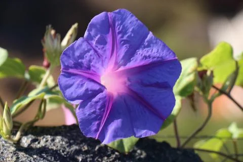 Violet flower Stock Photos