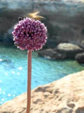 Violet  flower Stock Photos