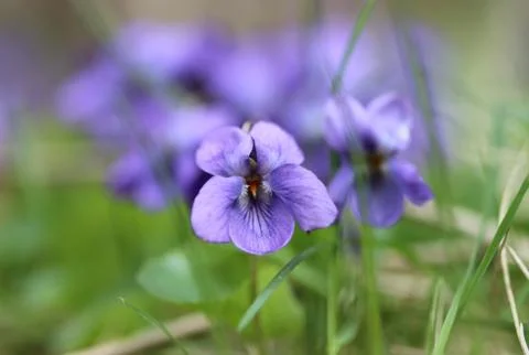Violet flower Stock Photos