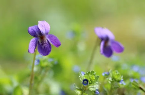 Violet flower Stock Photos