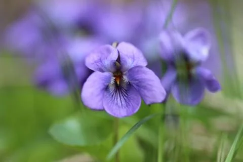 Violet flower 스톡 사진