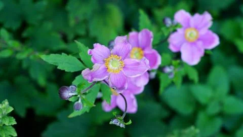 Violet flower Foto stock