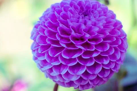 Violet flower 写真素材