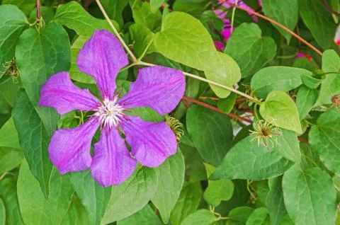 Violet flower Stock Photos