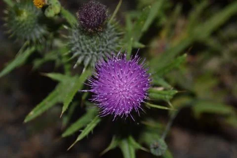 Violet flower Stock Photos