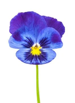 Violet flower Stock Photos