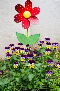 Violet flower Stock Photos