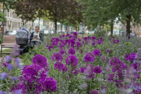 Violet flower Stock Photos
