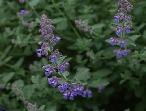 Violet flower  Stock Photos