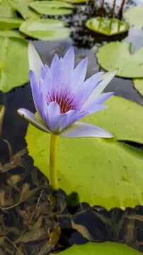 Violet flower Stock Photos